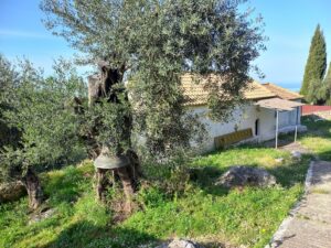 Land - Arillas