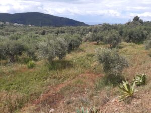 Building land - Perdika