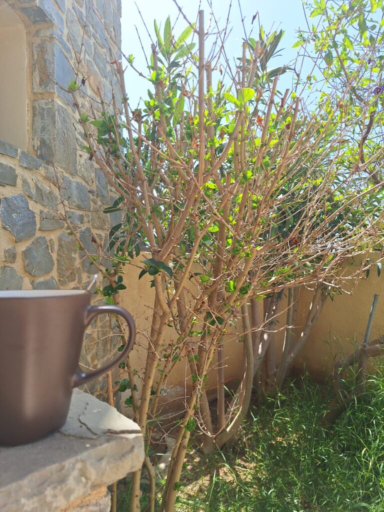 A-year-round-bungalow_in-southern-Crete